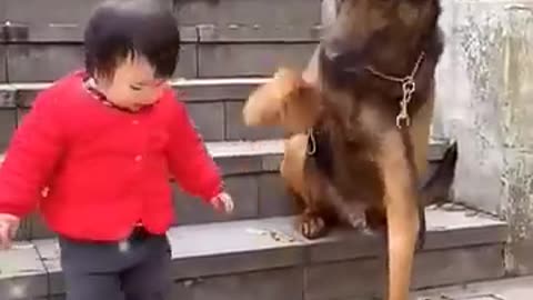 funny dog
