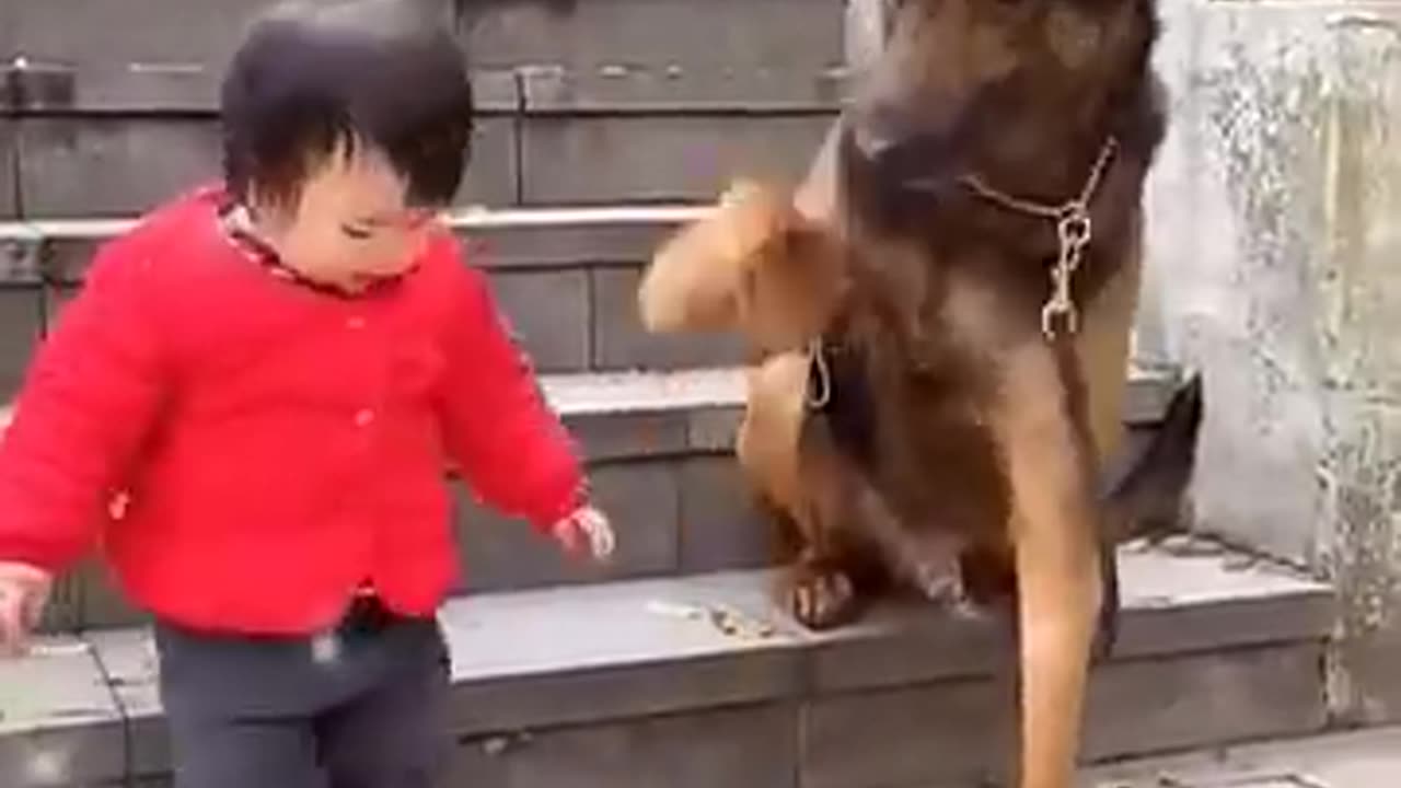 funny dog