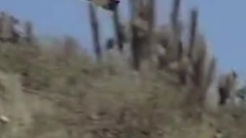 hawk