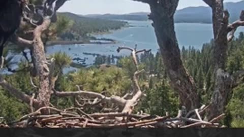 The eaglet takes flight for the first time