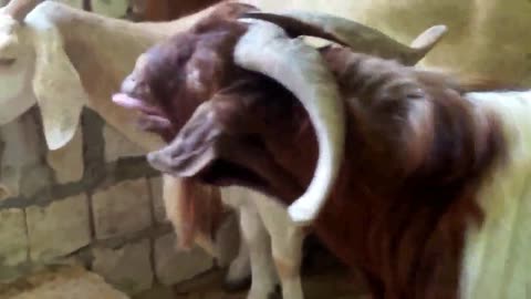 Build the Perfect Shelter for Goats (Do It Yourself)