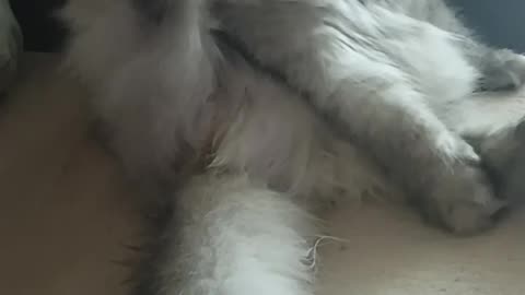 Cat Grooms Himself... Then Suddenly FREEZES Like He Sees Something Terrifying