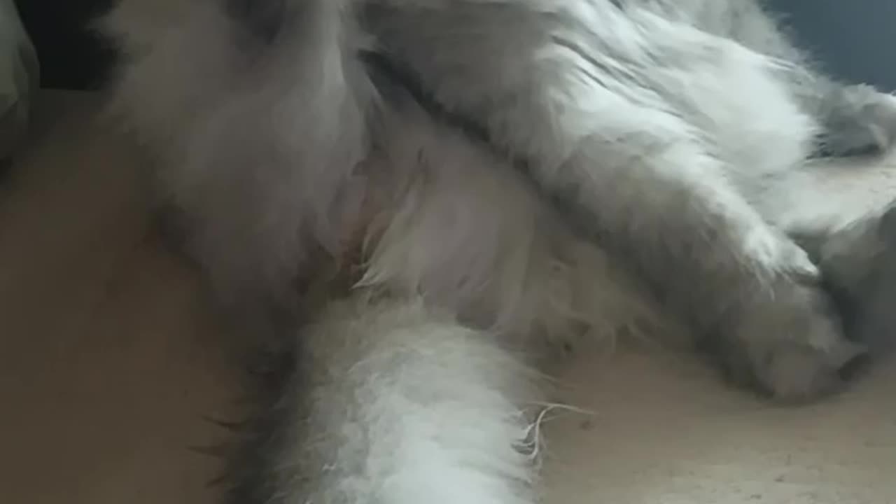 Cat Grooms Himself... Then Suddenly FREEZES Like He Sees Something Terrifying