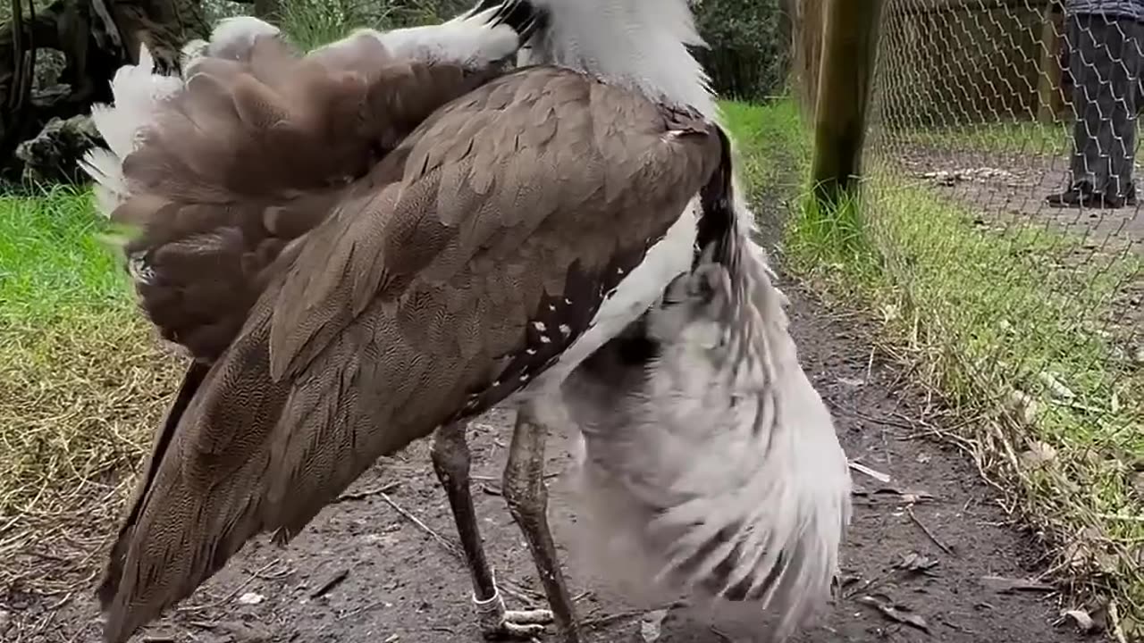 13 bird sounds you probably haven’t heard before