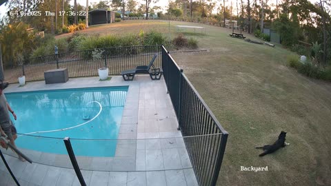 Distraction While Leaf Blowing Leads To Swimming Pool Fall