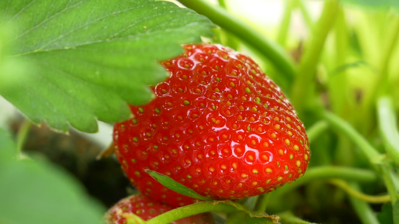 Strawberry, berry, fruit