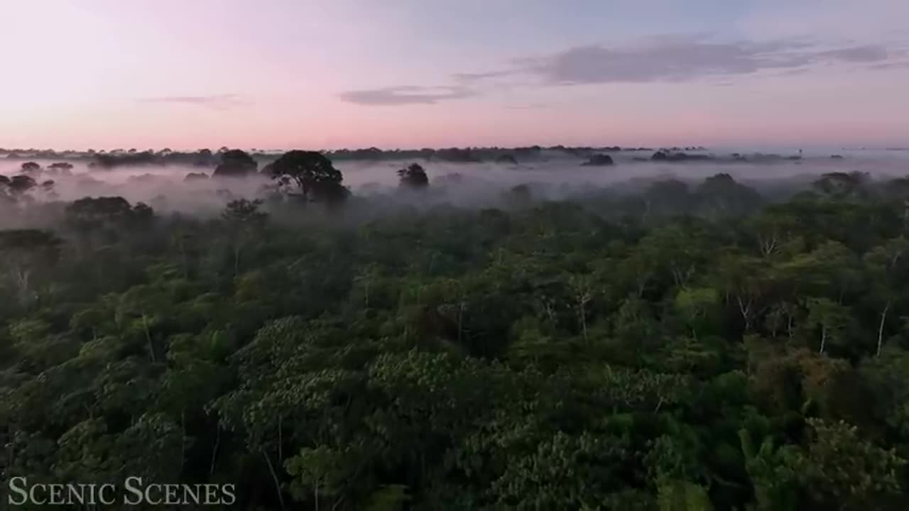 Animals That Call The Jungle Home