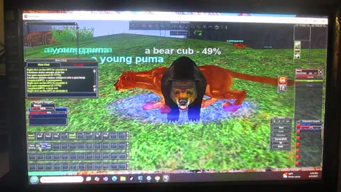 EverQuest: Hunting Pumas and Bears. Thursday, June 5, 2025.