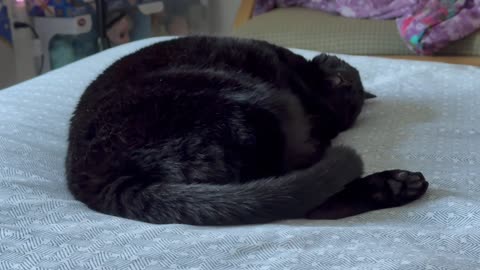 Cute Precious Piper Takes a Nap with Her Toes Beans Showing - Adopting a Cat from a Shelter Vlog