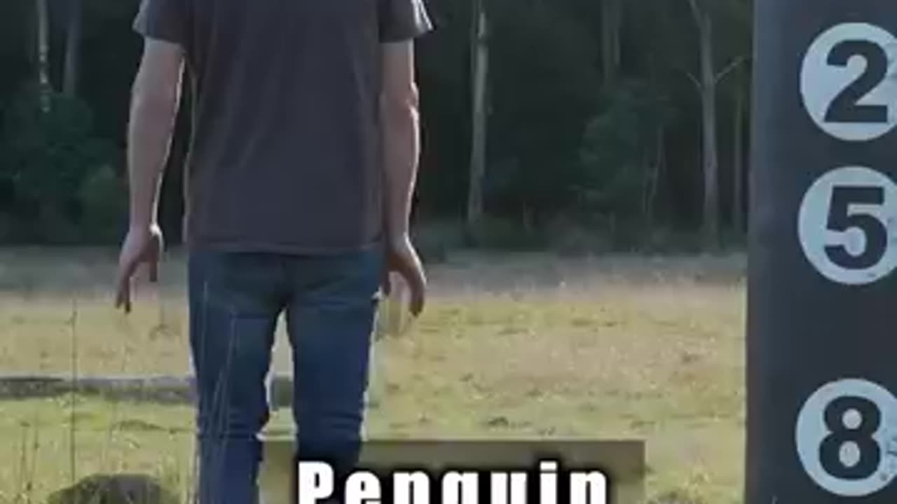How animal fight