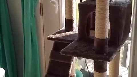 Kitty Flop