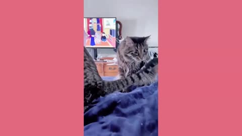 Fun Pets#