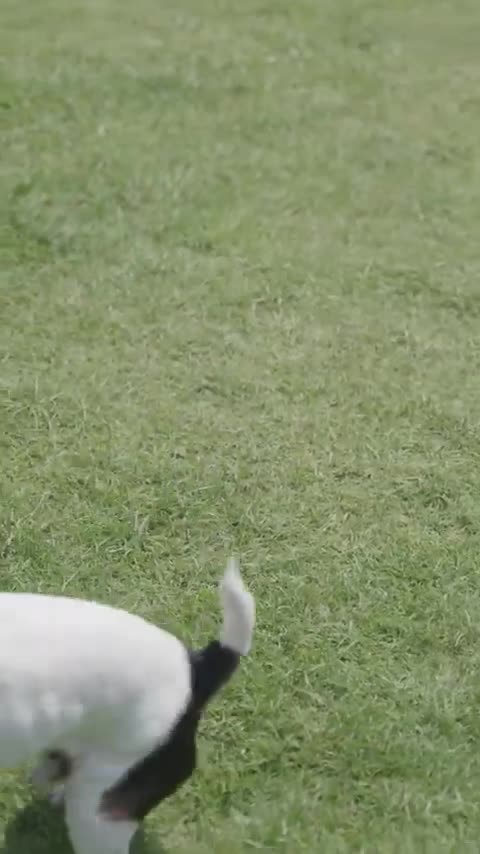 67. Laugh Out Loud with These Hilarious Pets!