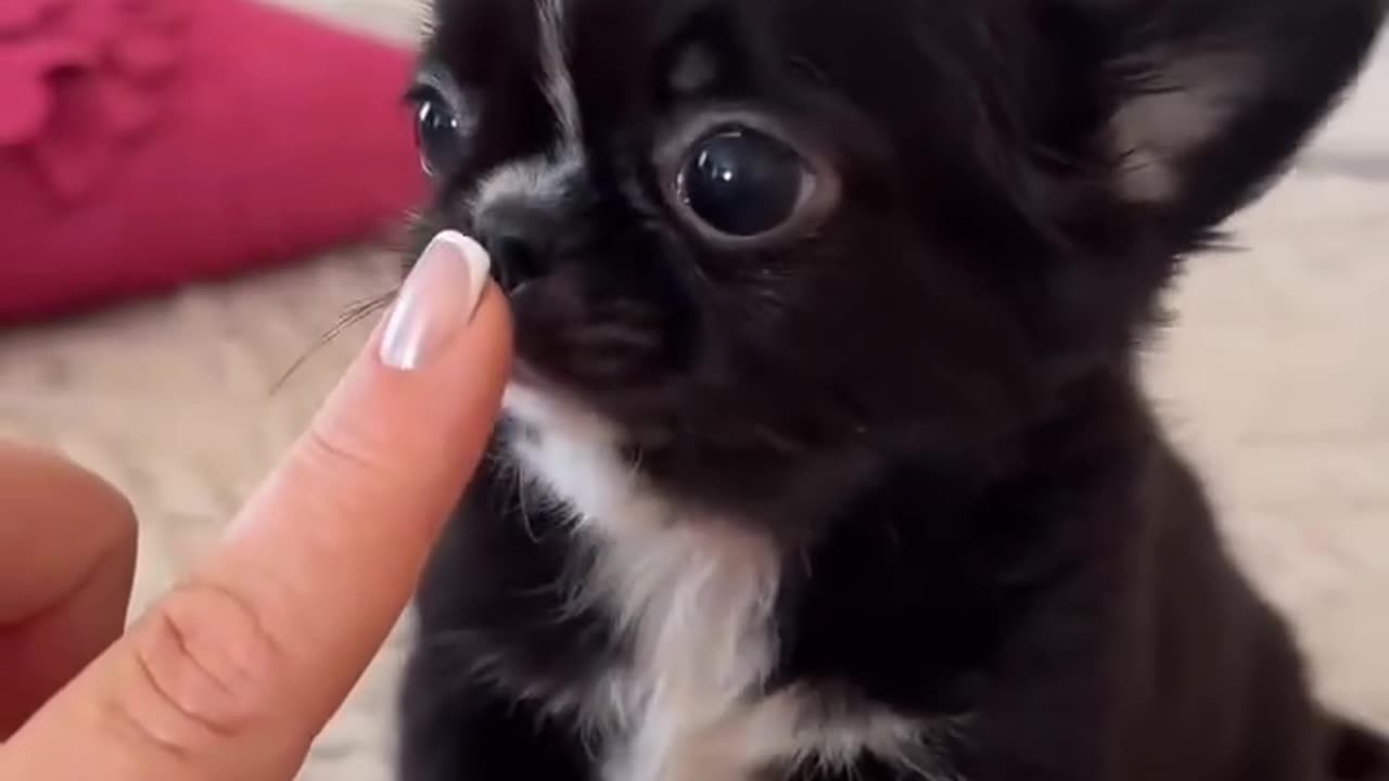 Tiny Puppy Cuteness Overload! 🐶❤️ | Cățeluș Micuț și Dragălaș 🐾