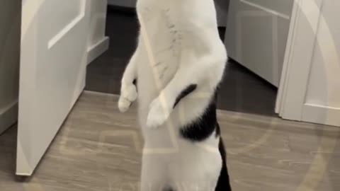 Funny animals video