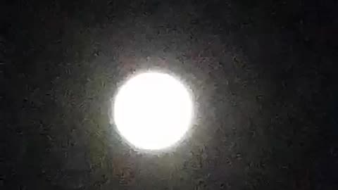 Noche de luna, calor y perritos