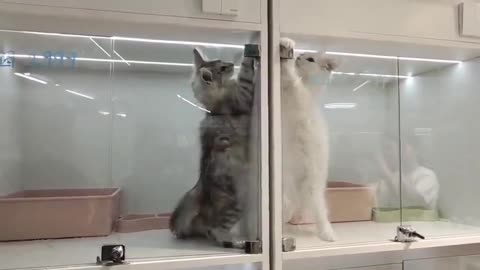 Cats continue to fight/play when put into separate cages