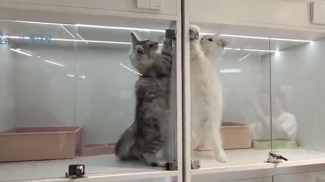 Cats continue to fight/play when put into separate cages