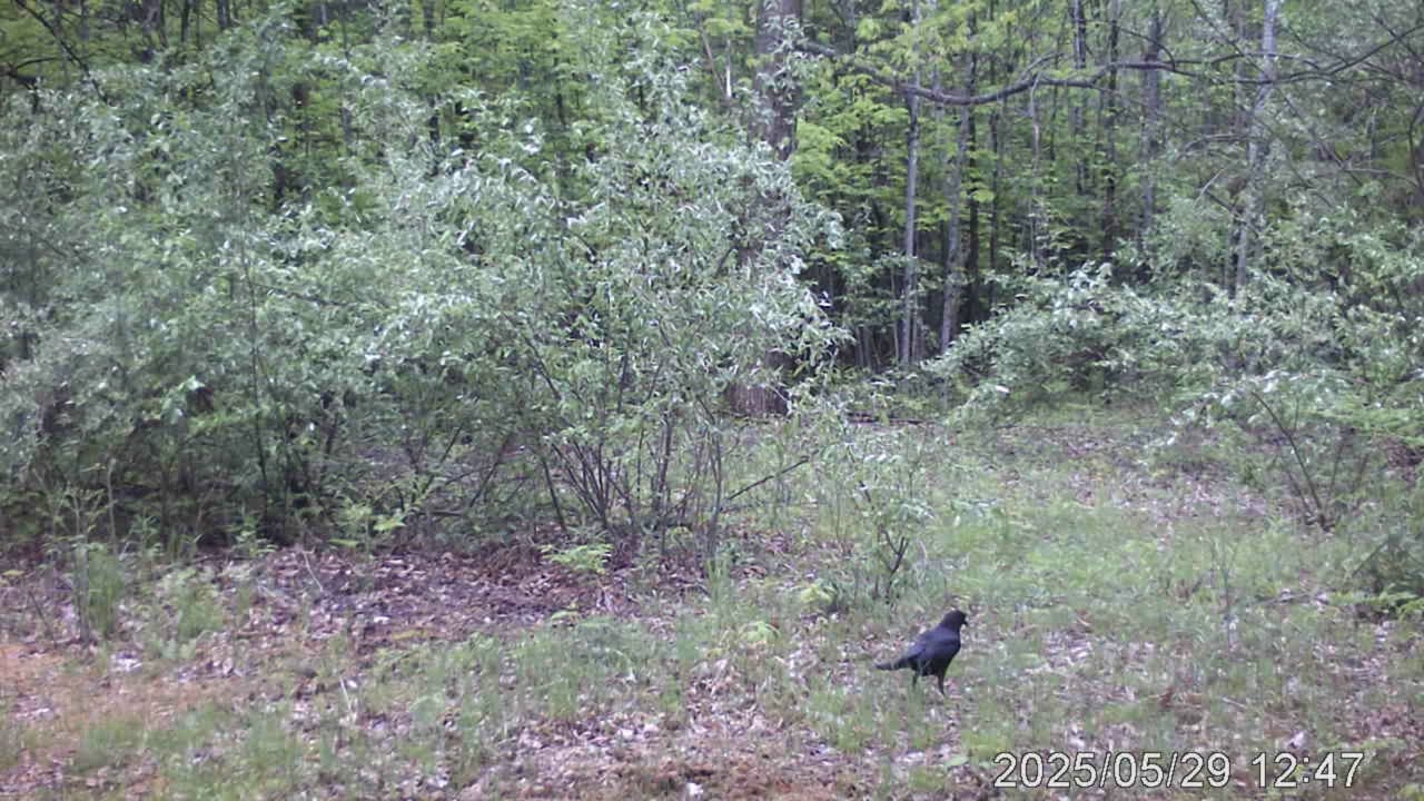 the secrete lives of Michigan's wild animals.