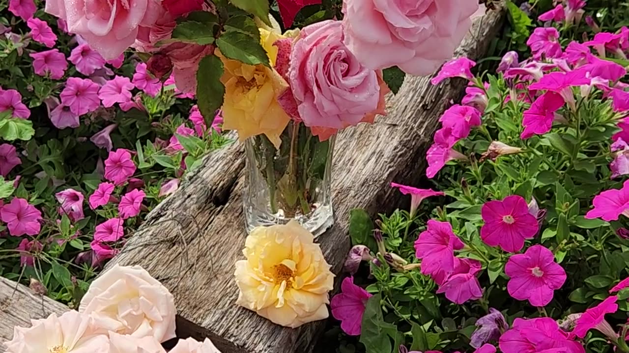 "A Selection of Hybrid Tea Roses,