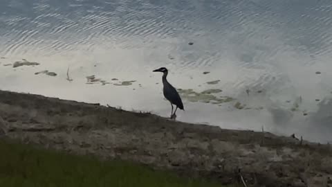 yellow-crowned night heron