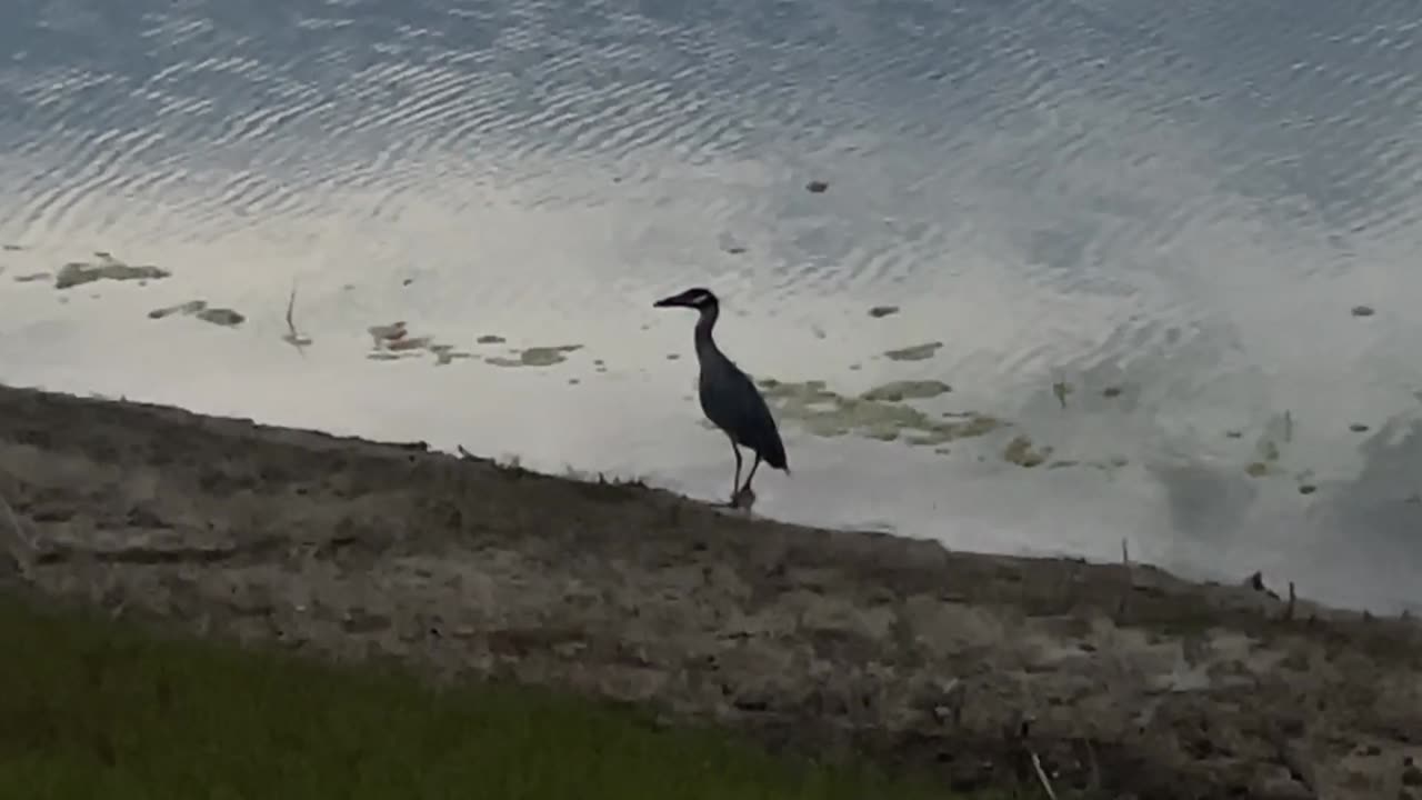 yellow-crowned night heron