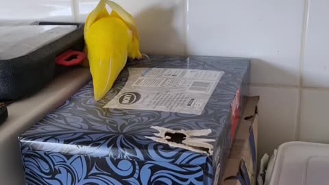 There's a Nest in There, I'm Certain of It