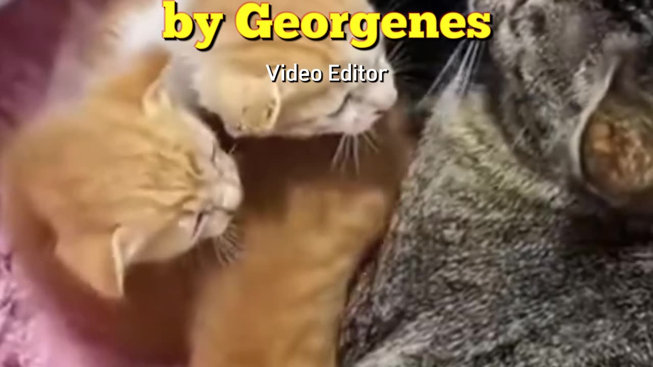 😿 Rescue of the Kitten Found on the Streets… She Seemed Lifeless, But We Didn't Give Up! 🐱❤️