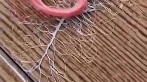 A ribbon worm's unique attack