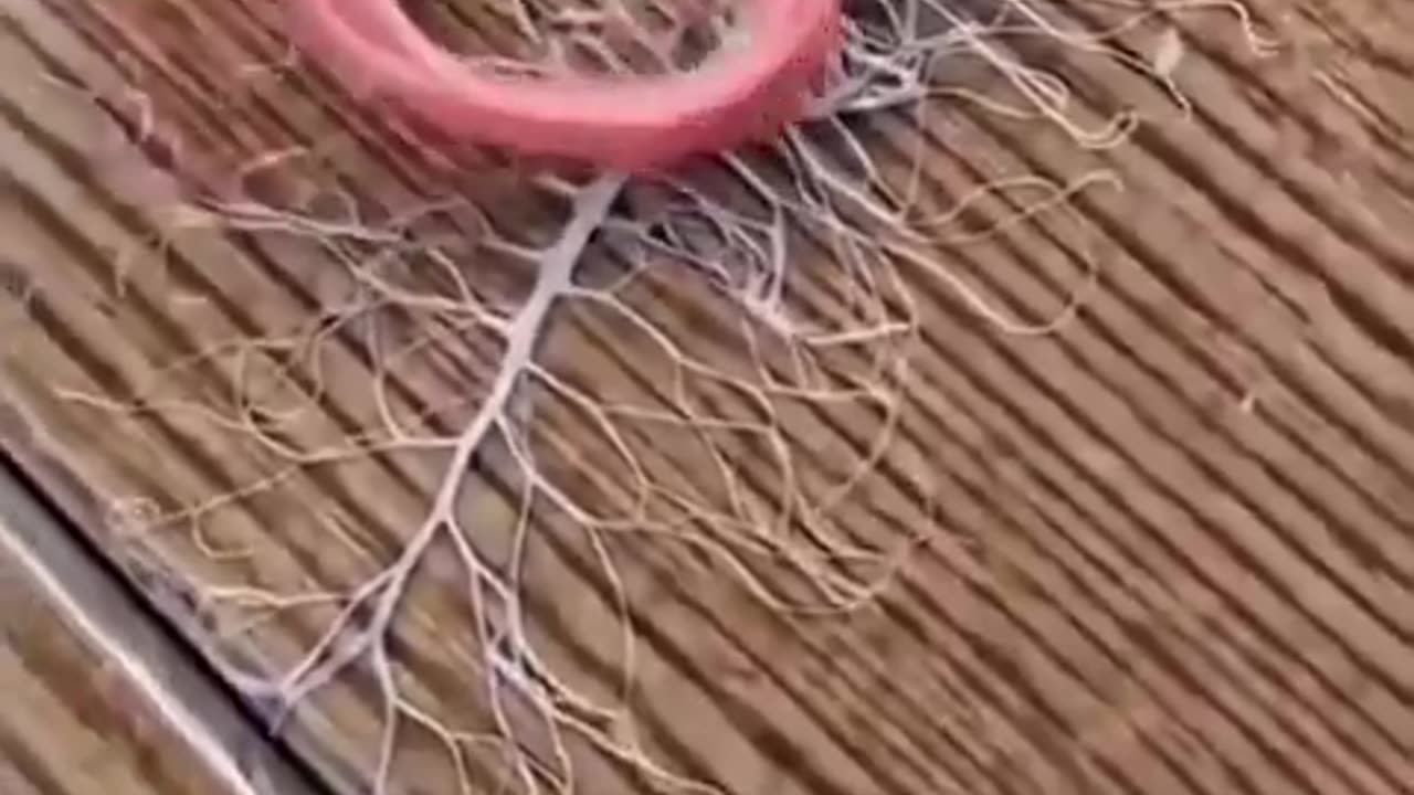A ribbon worm's unique attack