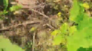 American Volunteer Clearing Land Mines on Ukrainian Farm