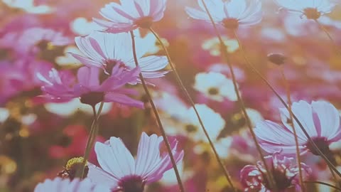 110625 PHYSICIANS OF NO VALUE WILLIAM BROOKS