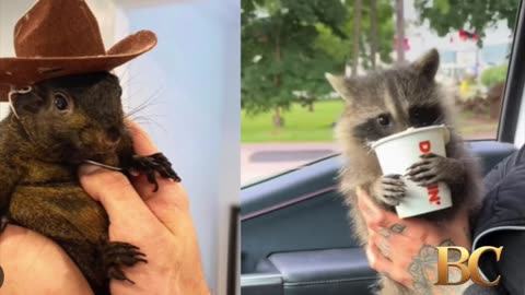 Peanut the Squirrel’s Owners Seek $10M Over Death of ‘Irreplaceable’ Animal