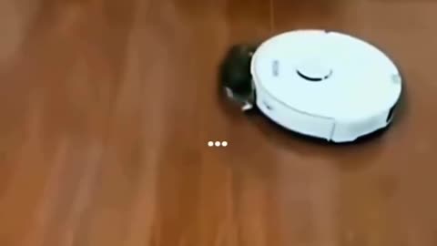 baby cat play with robot