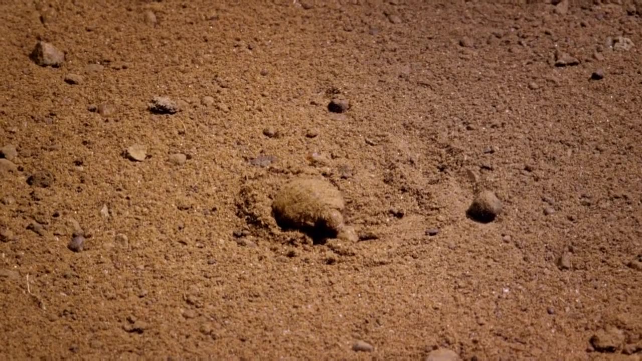 Micro monsters. PT 1. Conflict. 🐜.