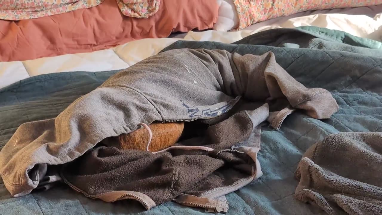 Dog Got Stuck in Sweatshirt