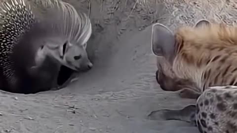 *Hyena vs Porcupine*