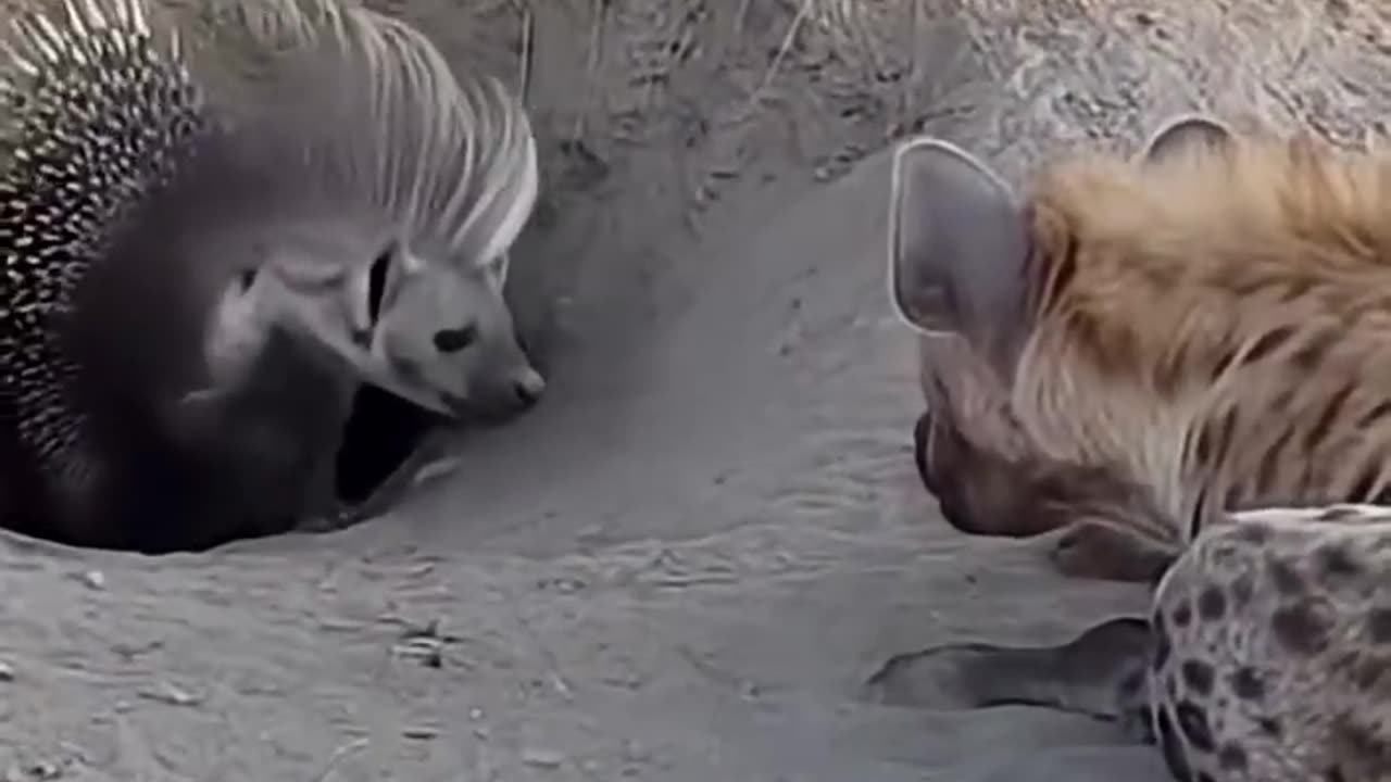 *Hyena vs Porcupine*