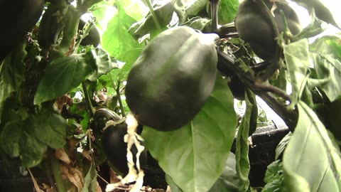 Come Explore With Me – Gen X Nature Stream | Live Pepper Jungle + Chill Vibes