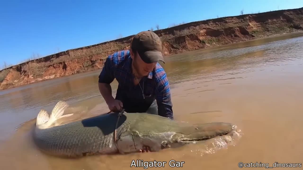 Alpaca Gives Birth to Strange Baby - Your Daily Does of Internet