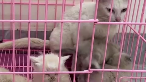 saving a mother cat and her kittens