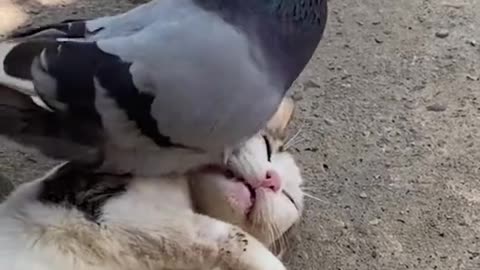 Feather vs. Fur: The Cat-Bird Stand-Off You Didn’t Know You Needed! 🐱🕊️