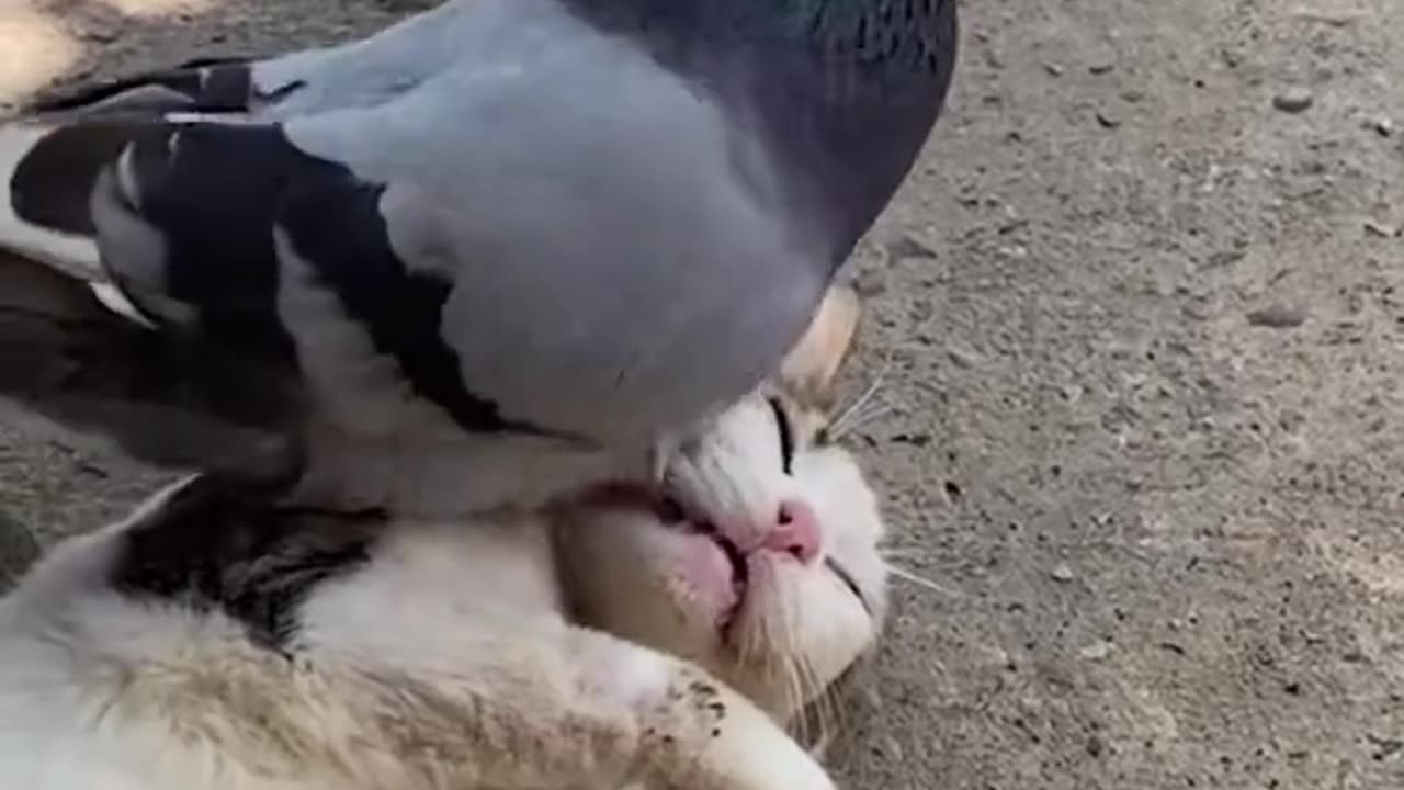 Feather vs. Fur: The Cat-Bird Stand-Off You Didn’t Know You Needed! 🐱🕊️