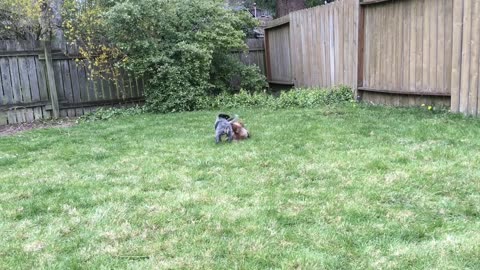 pups day 2 93902