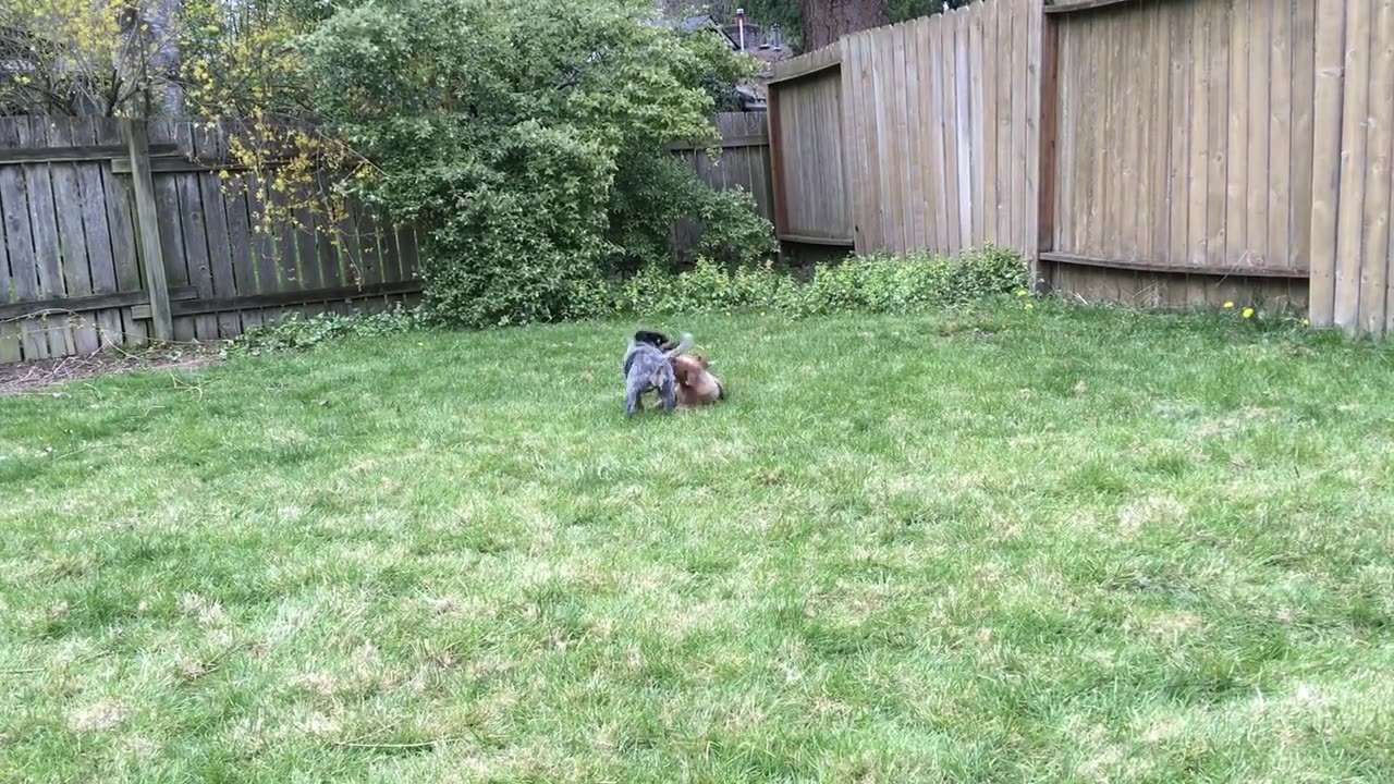 pups day 2 93902