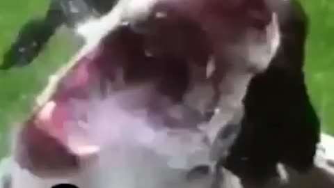 funny video