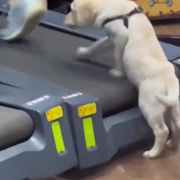 Motivational speakers: "There's a tiger in you."