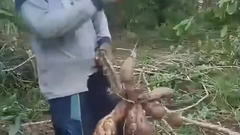 SUPER HARVEST