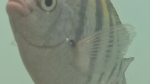 Fish