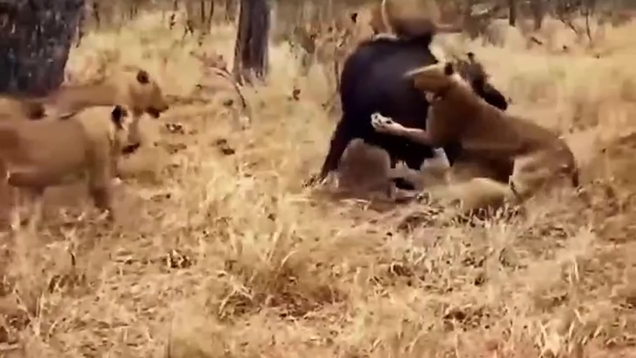 African lion vs cape buffalo